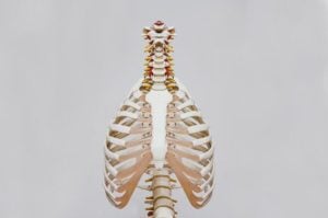 Human rib cage